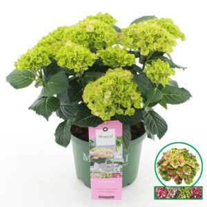 Hydrangea macrophylla Magical Jewel roze