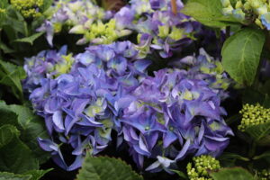 Hydrangea macrophylla Forever and Ever Blue