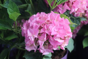 Hydrangea macrophylla Forever and Ever Pink