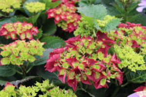 Hydrangea macrophylla Forever and Ever Red