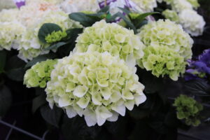 Hydrangea macrophylla Forever and Ever White