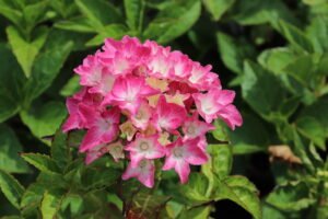 Hydrangea macrophylla Pia