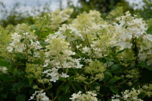 Hydrangea paniculata Phantom