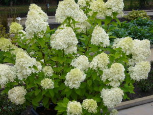 Hydrangea paniculata Limelight