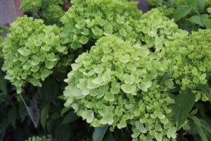 Hydrangea paniculata Little Lime