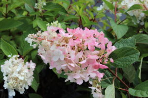 Hydrangea paniculata Pinky Winky
