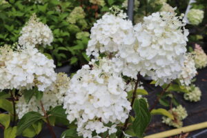 Hydrangea paniculata Silver Dollar