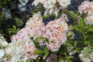 Hydrangea paniculata Vanille Fraise