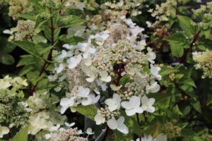 Hydrangea paniculata Wim's Red