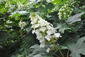 Hydrangea quercifolia