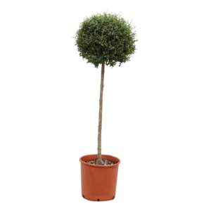 Ligustrum delavayanum