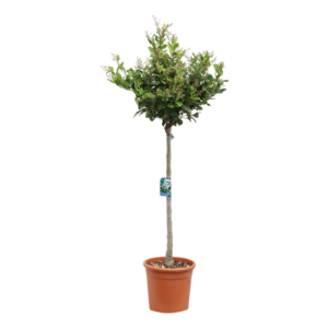 Ligustrum japonicum Texanum