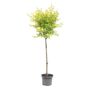 Ligustrum ovalifolium Aureum