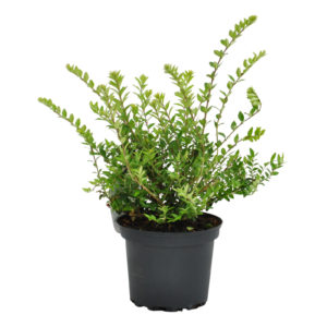 Lonicera nitida Maigrün