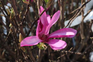 Magnolia Susan