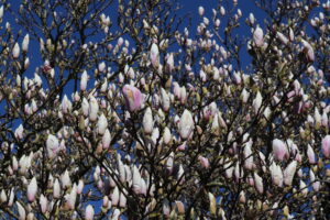 Magnolia Soulangeana