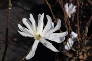 Magnolia stellata