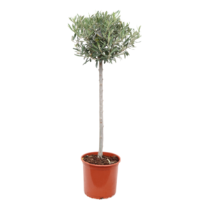 Olea europaea