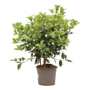 Osmanthus heterophyllus ‘Goshiki’