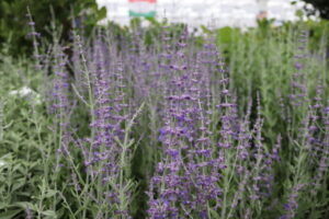 Perovskia atriplicifolia Little Spire