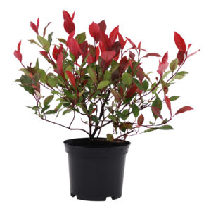 Photinia fraseri Little Red Robin
