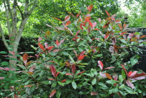 Photinia fraseri Red Robin