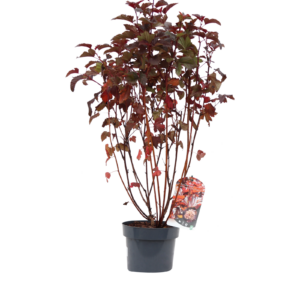 Physocarpus opulifolius Lady in Red