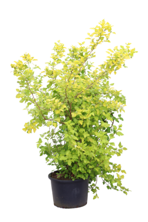 Physocarpus opulifolius Dart's Gold