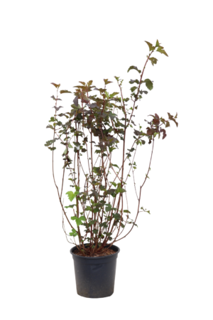 Physocarpus opulifolius Diabolo