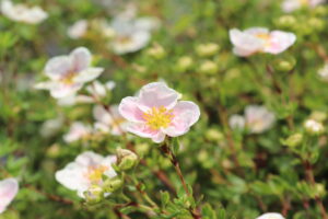 Potentilla fruticosa Pink Queen