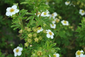 Potentilla fruticosa Abbotswood