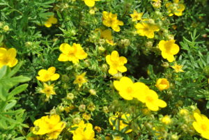 Potentilla fruticosa Goldfinger