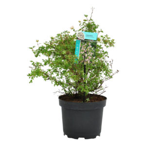 Potentilla fruticosa Pink Queen