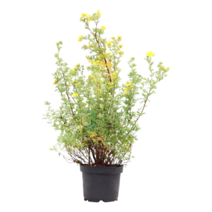 Potentilla fruticosa Goldfinger