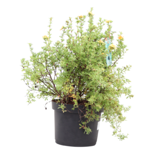 Potentilla fruticosa Red Ace