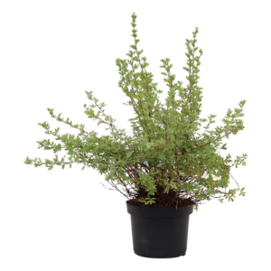 Potentilla fruticosa Abbotswood