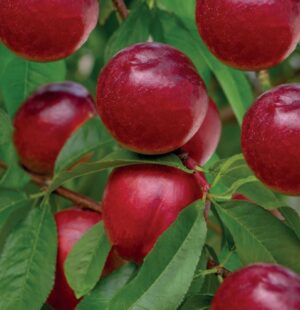 Prunus persica Madame Blanchet