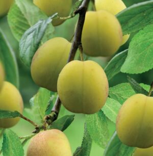 Prunus domestica Reine Claude d'Oullins