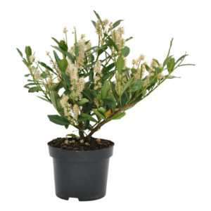 Prunus laurocerasus Otto Luyken