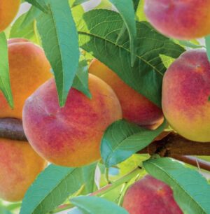 Prunus persica Peregrine