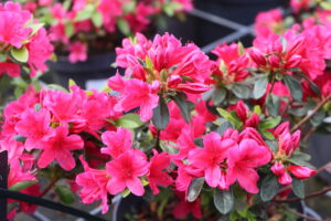 Rhododendron japonica Geisha Red