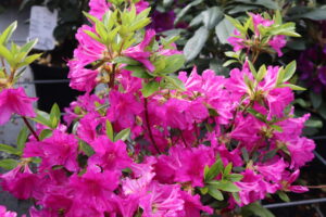 Rhododendron japonica Geisha Purple