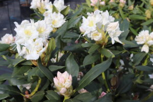 Rhododendron Cunningham's White