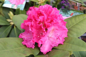 Rhododendron Germania