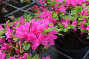 Rhododendron japonica Kermesina