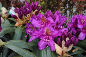 Rhododendron Marcel Menard
