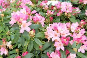 Rhododendron Percy Wiseman