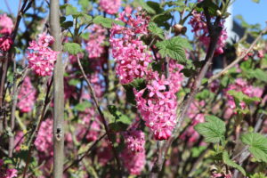 Ribes sanguineum King Edward VII