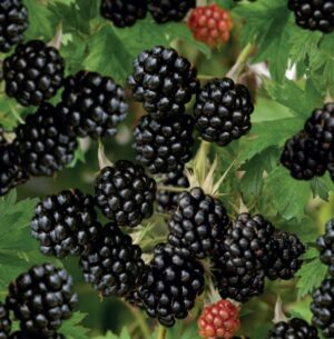 Rubus fruticosa Thornless Evergreen