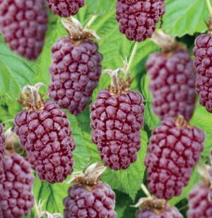 Rubus loganobaccus